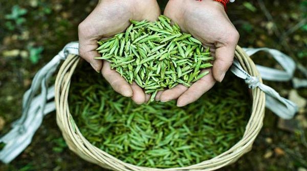 貴州茶品牌設計的地域靈魂：綠意中的民族風情