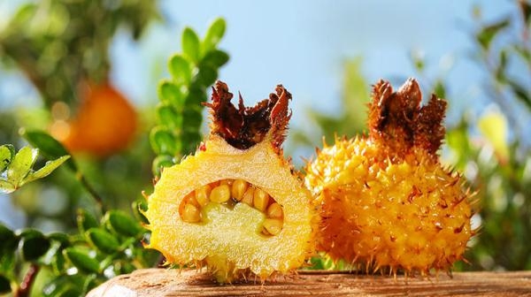 貴州刺梨產(chǎn)業(yè)：品牌設(shè)計(jì)與健康理念的融合